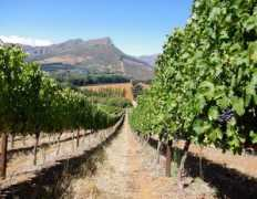 wineanorak.com Thelema