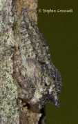 bugguide.net Thelia