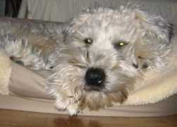 leothedog.com Thelion