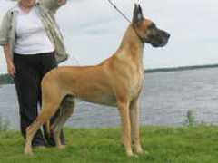 danepark.net Thelmaa
