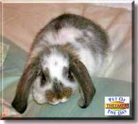 petoftheday.com Thelmer