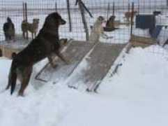 animalmedicalcarefoundation.com Thenature