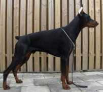 dobermann-review.com Thendra