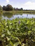 thisfullhouse.com Thepond