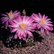 cactus.bendery.md Thereasa