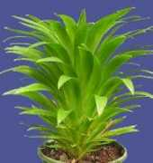 bromeliad.org.au Theresaa