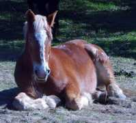 kennerhorseranch.com Therest