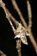 galerie-insecte.org Theria