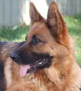 dogzonline.com.au Theris