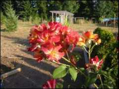 Theroses