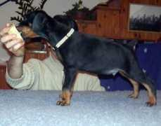 dobermann-review.com Thesy