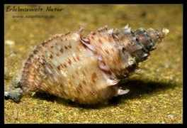naturbiotop.de Thiara