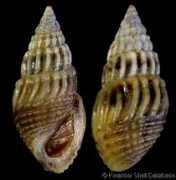 gastropods.com Thiara