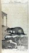 Thiere