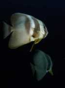 maldivesdivetravel.com Thila