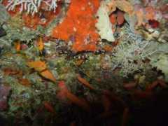 divecenter.hu Thilas