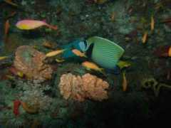 divecenter.hu Thilas