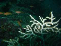 divecenter.hu Thilas