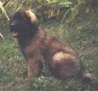 leonberger.net Thiron