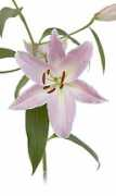 thesunvalleygroup.com Tholen