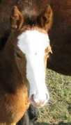 Tholia