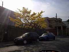 noticias.uol.com.br Thomazini