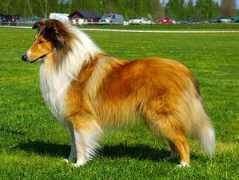 Thori