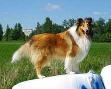 Thori