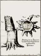 naturkunde-chemnitz.de Thorid