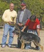 austerlitzshepherds.com Thorin