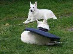 Thorni