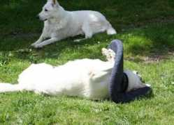 Thorni