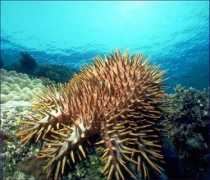 divegallery.com Thorns