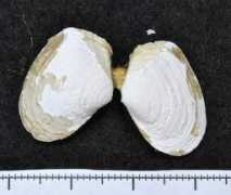 marinespecies.org Thracia