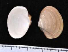 marinespecies.org Thracia
