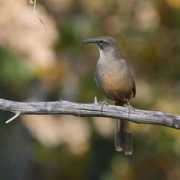 blog.seeingbirds.com Thrasher
