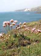 lulworthcovebandb.co.uk Thrift