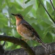 Thrush