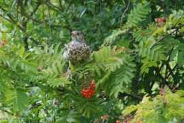 gallery.ijhedges.com Thrush