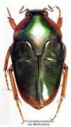 papua-insects.nl Thuaut