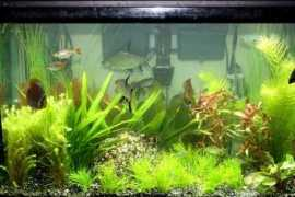aquariumplants.com Thyagarajan