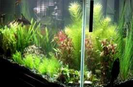 aquariumplants.com Thyagarajan
