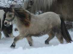 renner-uecker.de Thyara