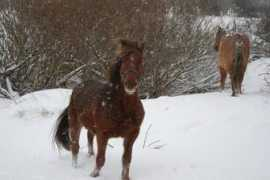 renner-uecker.de Thyara