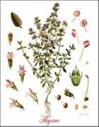 Thyme