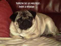 sites.estvideo.net Thyron