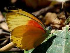 tanzaniabirds.net Thysa