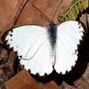 tanzaniabirds.net Thysa