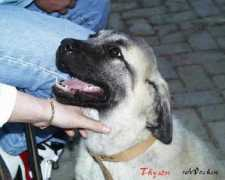 Thyson