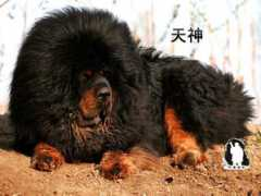 new.aiao.cn Tianshen